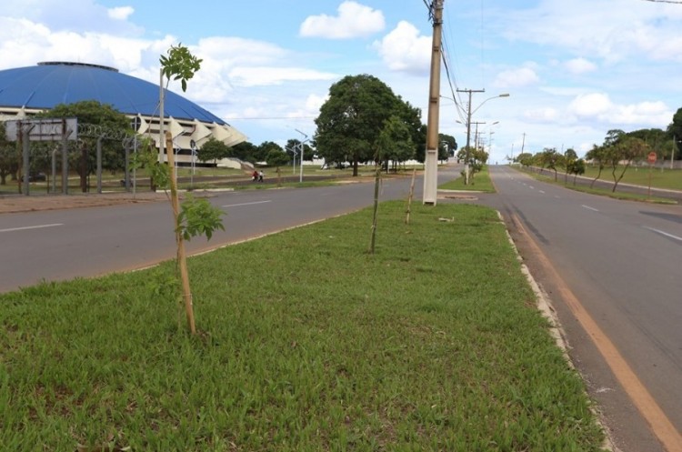 Arborização a todo vapor: Programa Cidade Verde segue conquistando adeptos em Catalão