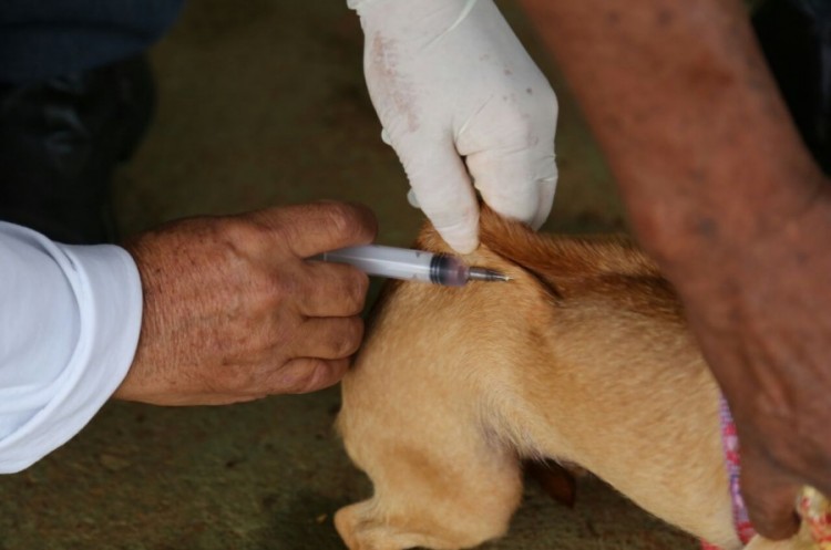 Mais de 1200 animais são vacinados contra a raiva em Catalão